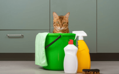 National Pet Poison Prevention Awareness for Pets How to Protect Our Furry Friends